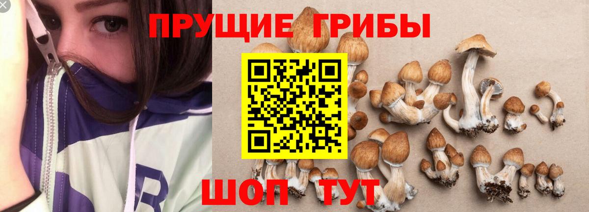Галлюциногенные грибы Psilocybe Воркута